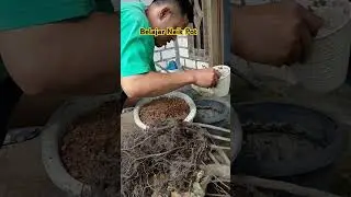 Bonsai iprik Belajar naik Pot Ceper #shots #bonsai #belajarbonsai