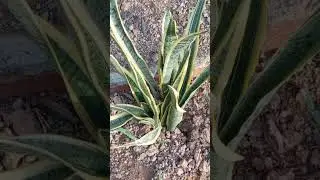 2shareRankcomments Up video-UT221u Channel #labrador #dog #puppy #dogbreed #labradorretriever #cute