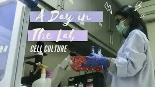 A Day in The Lab: Cell Culture // Basic Lab Routine in 10 minutes // Work with Me!