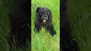 Discover the Versatile Charm of Portuguese Water Dogs