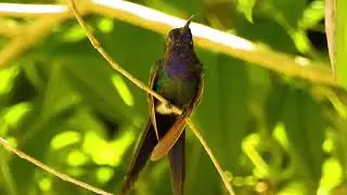 SWALLOW-TAILED HUMMINGBIRD (EUPETOMENA MACROURA), BEIJA-FLOR-TESOURA, POLINIZADORES, EXOTIC BIRD.