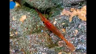 スズキアカスジエビ　Plesionika crosnieri