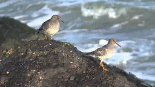 Kustvogels in Noord-Holland: paarse strandloper op de Zuidpier