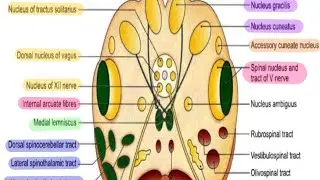 BRAINSTEM | MEDULLA OBLONGATA PART 3 QUICK NOTES