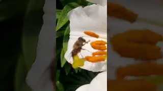 ASMR релакс.#asmr#лилия #music #relaxingmusic #relaxing #nature #flowers #garden #bee#релакс#сад