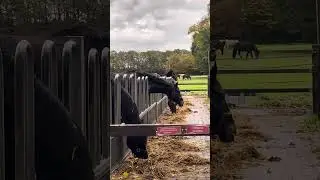 gedrag ethogram filmpje 1