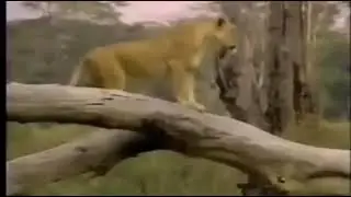 Group of Buffalo attack Lion battle in steppe Buffalo chase Lion runs on the trees NiGHT