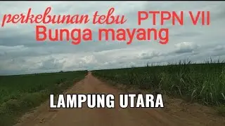 perkebunan PTPN VII BUNGA MAYANG,, LAMPUNG UTARA