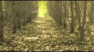 Woody Biomass - Filling the Fossil Fuel Gap video