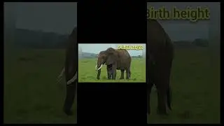 Longest gestation period in mammals - elephant's pregnancy