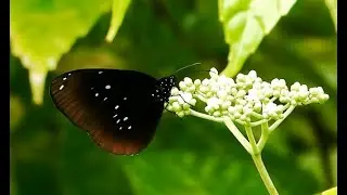 Cinnamon Crow | Butterfly | Wildlife | Campbell Bay | Great Nicobar | India