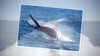 Tangalooma Whale Watching Day Trip | Brisbane Kids