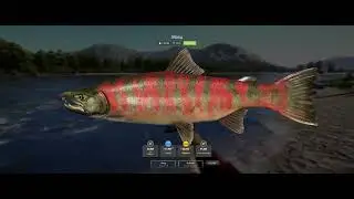 The MYSTERY of YAMA in a Nutshell -  Russian Fishing 4 #mtk2RF4