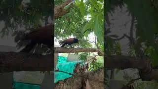 mother bird feed theirbabies mother bird looking for food