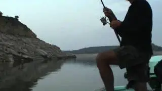 Peche du sandre au poisson mort