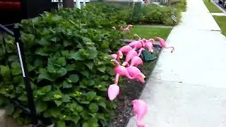 Pink Plastic Flamingos On A Tiny Lawn.  