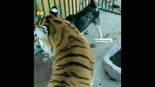 Calm Your Paws