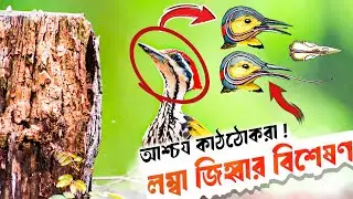 কাঠঠোকরার জিহ্বা একটি আশ্চর্য আবিষ্কার | kath thokra pakhi | Review of Earth
