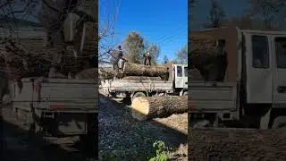 Uninstall Big Elm Tree🪵#Shorts#Video#Recommended Video
