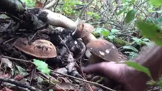 I porcini neri della macchia - un video di diavolorosso -