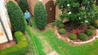 What Are Chinch Bugs & What Should You Do If They Infest Your Lawn?