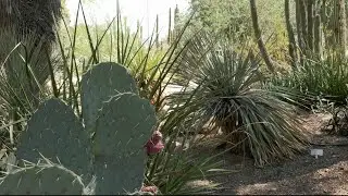 Xeriscaping Lawns