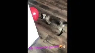 Monty loves 🎈 balloon!