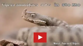 Vipera ammodytes strikes in Slo - Mo