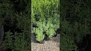 Лаванда в с3. Купить лаванду в Воронеже #лаванда #купитьлаванду