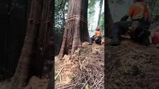 work #shortsfeed #chainsaw #stihl #ytshorts #youtube #tree #yt #viral #nature #youtuber #shortsviral
