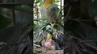 Mother Bird Feeds Her Baby Birds Insects