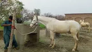 Desi Horse breeding 🐎🐎 white cross white#horse 