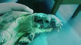 Russian land turtle ￼￼