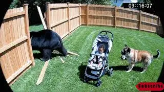 Tabby cat battles Formosan black bear to protect baby#catlife #cat #anime #tabbycat #memes