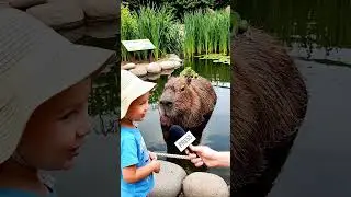 КАПИБАРА