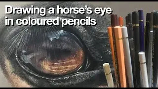Horse eye in coloured pencil - timelapse