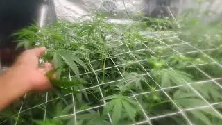 California Octane & Granny Candy week 2 flower