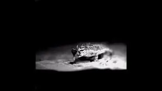 Watch Now: Here's how horned lizards eat ants without getting stung