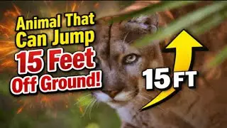 Animal Jump Shocks Wild Experts#animals
