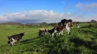 Cow with calf dairy farming at scale at The Ethical Dairy Farming