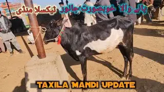 Today Taxila Mandi Latest Update 25 December 2025