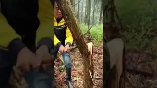 super sharp! a sickle that can cut trees and branches #shorts