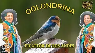 GOLONDRINA   Picaflor de los Andes
