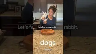 The bunny didn&rsquo;t deserve it