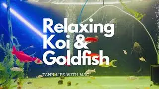 Relaxing Aquarium Music &mdash; Beautiful Fancy Goldfish, Koi Babies & Pleco in Large Tank | Stress Relief