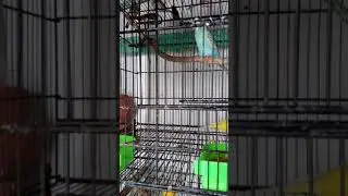 My small birds setup