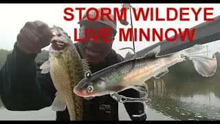 STORM WILDEYE LIVE MINNOW 3 INCH