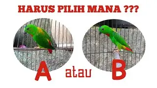 Jangan Sampai Salah || Begini Cara Memilih Burung Serindit Yang Bagus