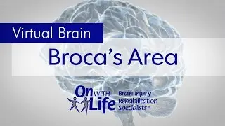 On With Life Virtual Brain - Broca's Area