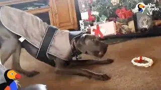 Excited Dog Unwraps Christmas Gift All By Himself | The Dodo